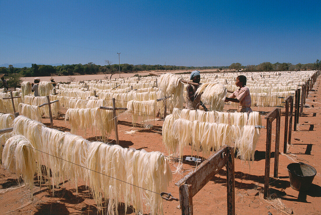 Sisalfasern werden zum Trocknen aufgehängt, Berenty,  Südmadagaskar, Afrika