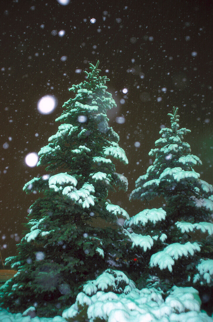 Snowfall at night, Fir tree