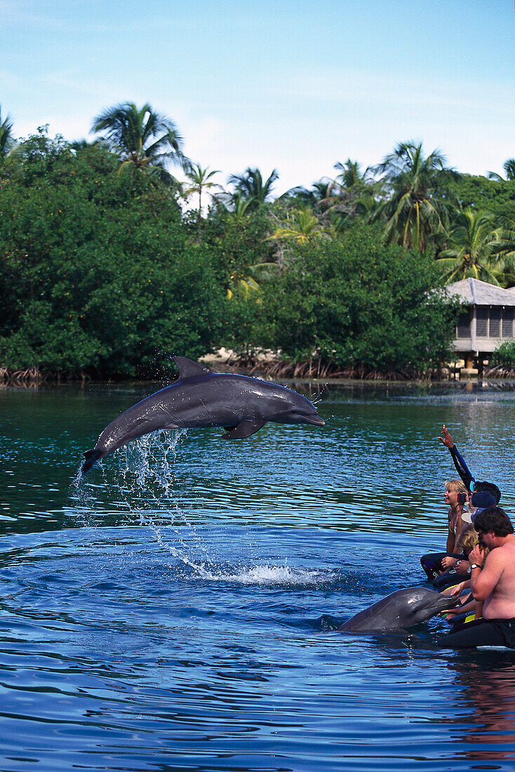 Dolphin Show, Roatan, Islas de la Bahia, Hunduras, Caribbean