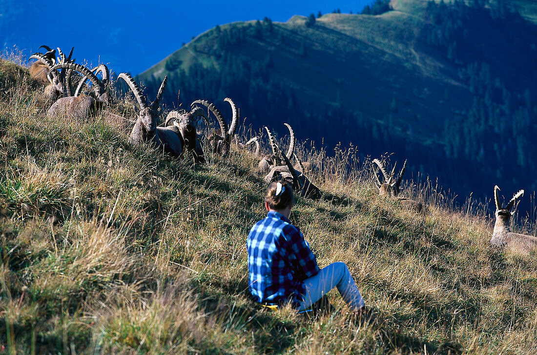 Man watching Alpine Ibex, Swiss Alps, Switzerland