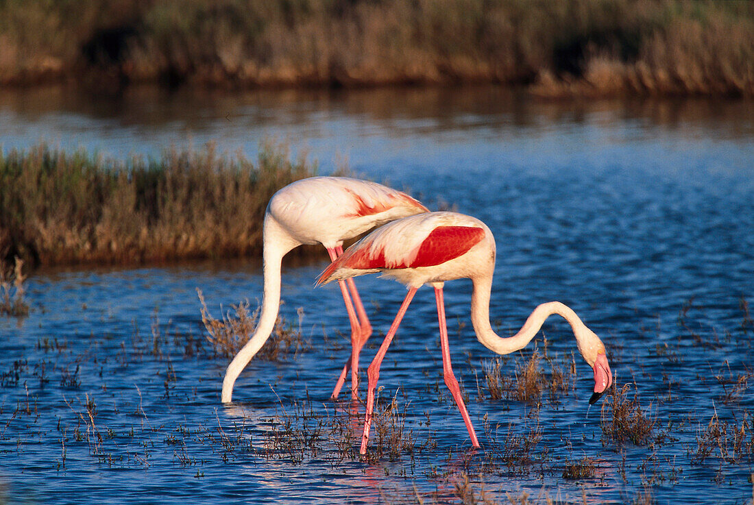 Flamingos, Camargue, Provence France