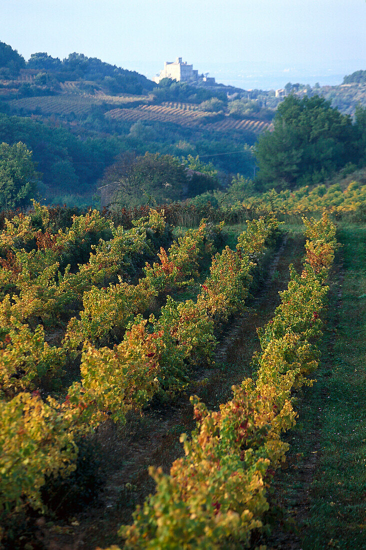 Vineyard, Provence France