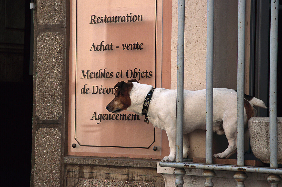 Dog, Provence, France