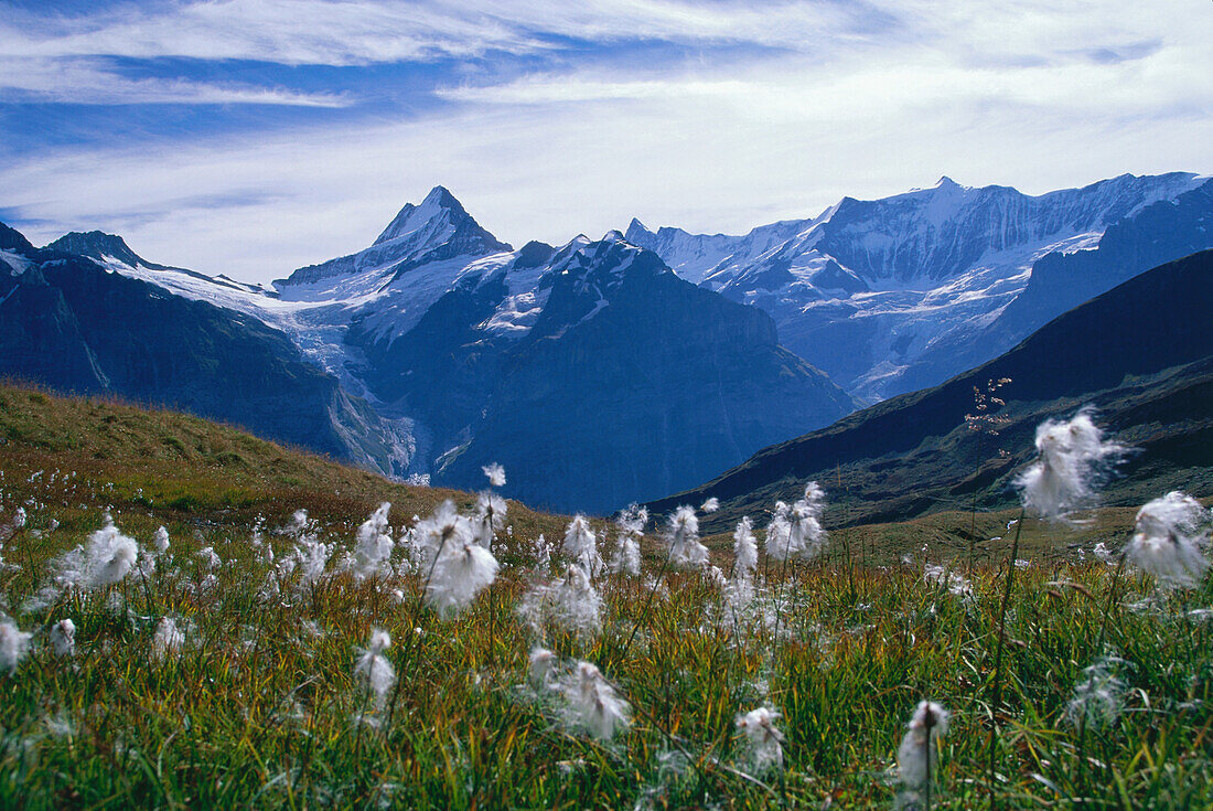 Cotton grass in the mountains, First alp, above Grindelwald, Bernese Overland, Switzerland