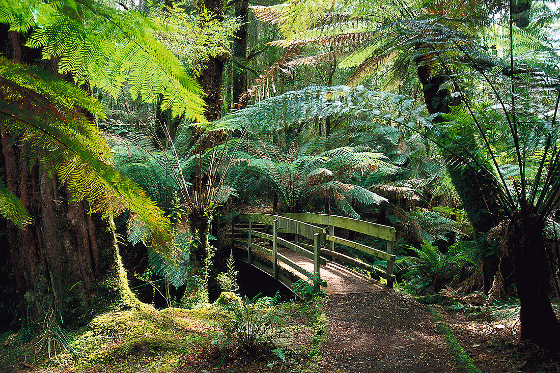 Boardwalk to Beauchamp Falls, Rainforest, Otway NP Victoria, Australia