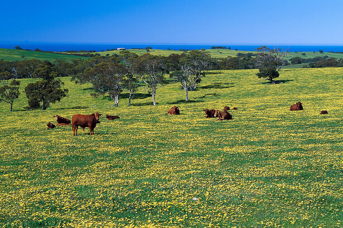 Cows on flowering meadow, Fleurieu Peninsula South Australia