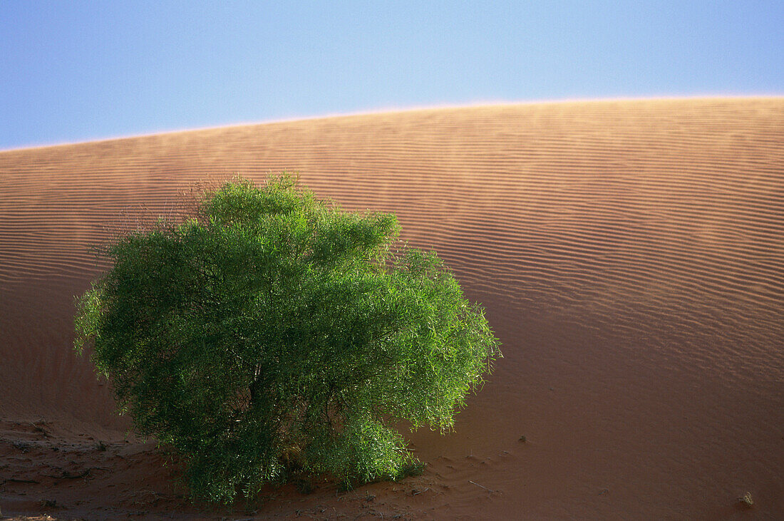 Dünen in der Strzelecki-Wüste, Süd-Australien