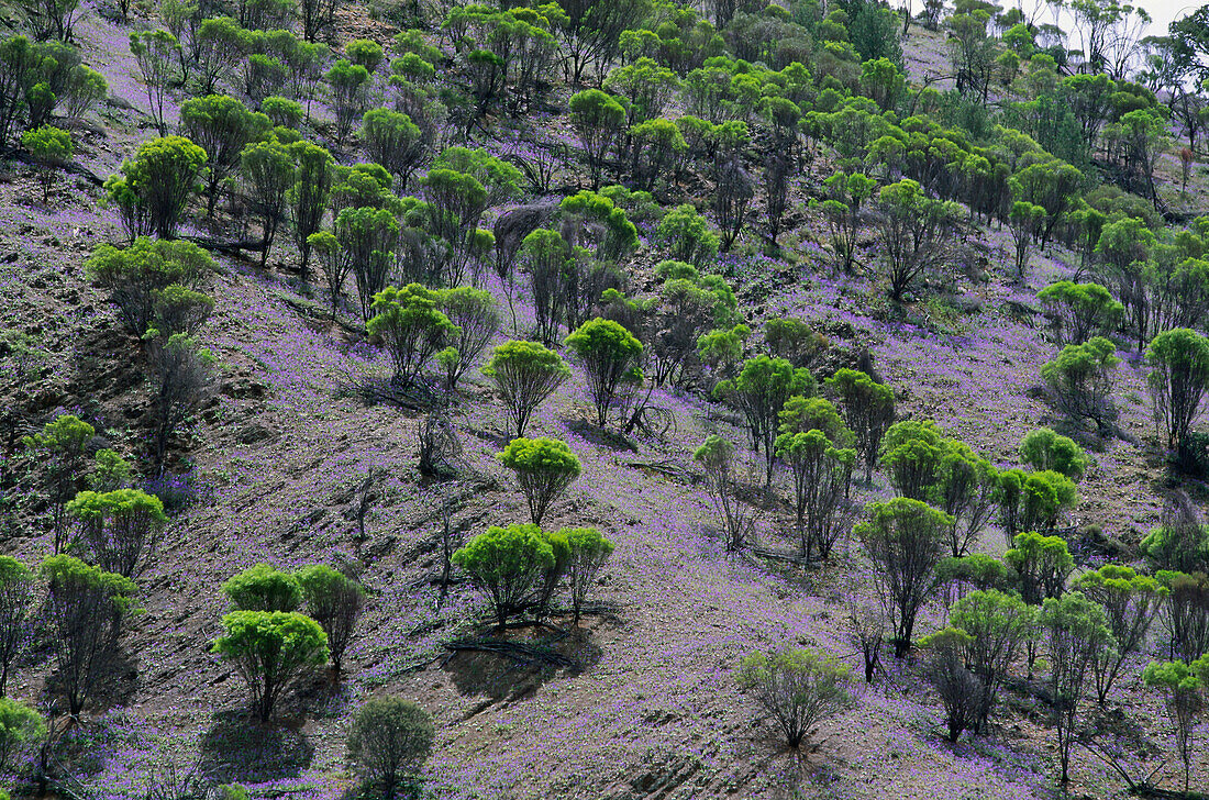 Umbrella wattle shrubs, Flinders Ranges National Park, South Australia