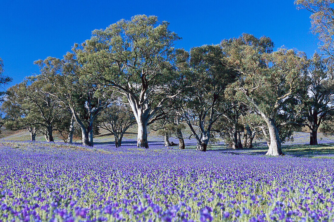 River Red Gum, Flinders Ranges NP South Australia