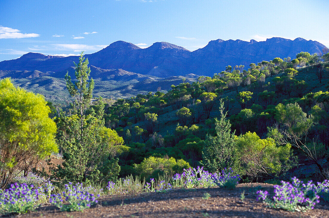 View to the mountains, Flinders Ranges NP South Australia