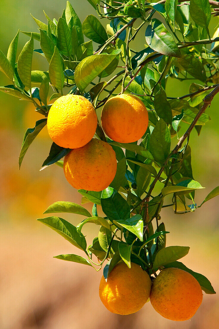 Orangenbaum mit Orangen, Citrus aurantium, Peloponnes, Griechenland