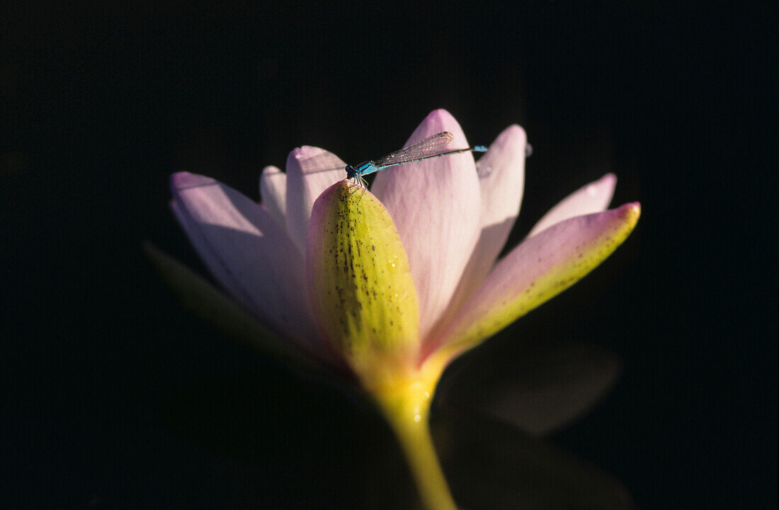 Water Lily and dragonfly, close-up
