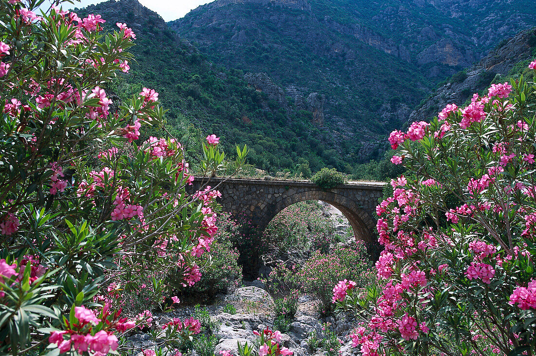 Oleander, Alte Steinbrücke im Hintergrund, Parnon Gebirge, Peloponnes, Griechenland