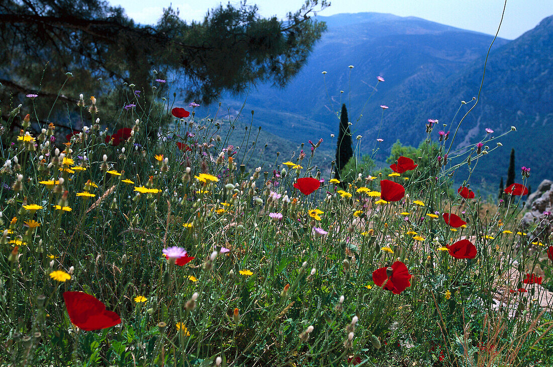Spring meadow near Delphi, Peloponnes Greece