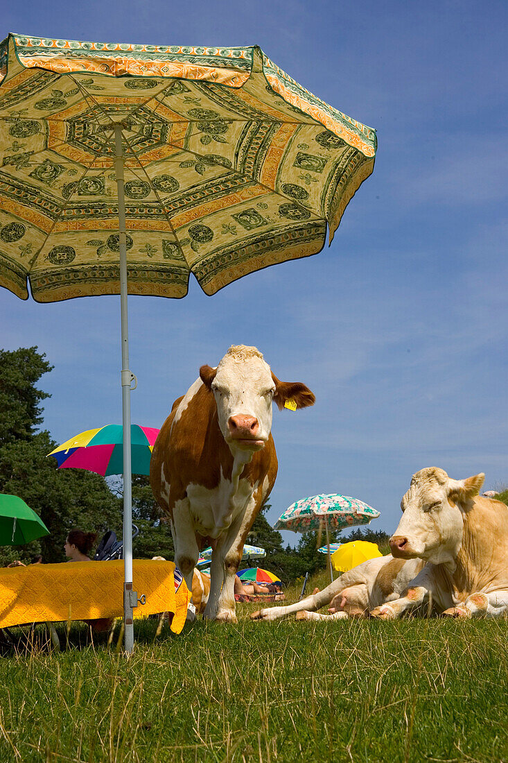 Cows under sunshades, Upper Bavaria, Germany, Kühe unter Sonnenschirmen, Badestrand, Oberbyern, Deutschland cows under sunshades