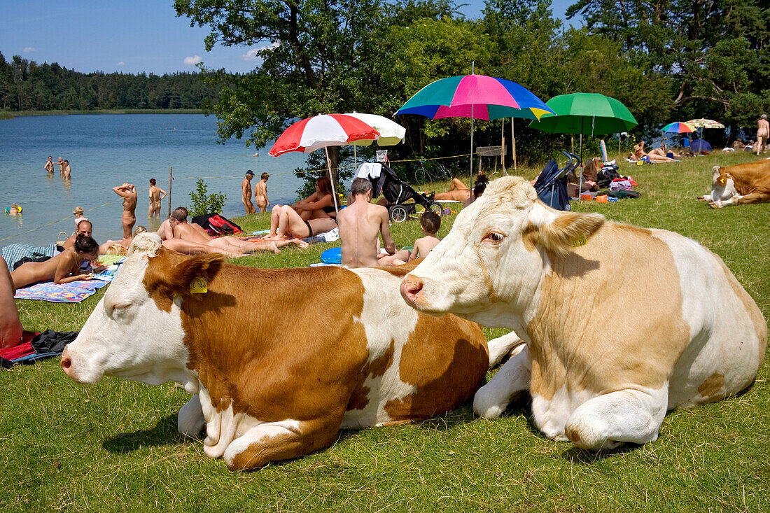 Cows at lake under sunshades, Upper Bavaria, Germa, Cows at lake , Upper Bavaria