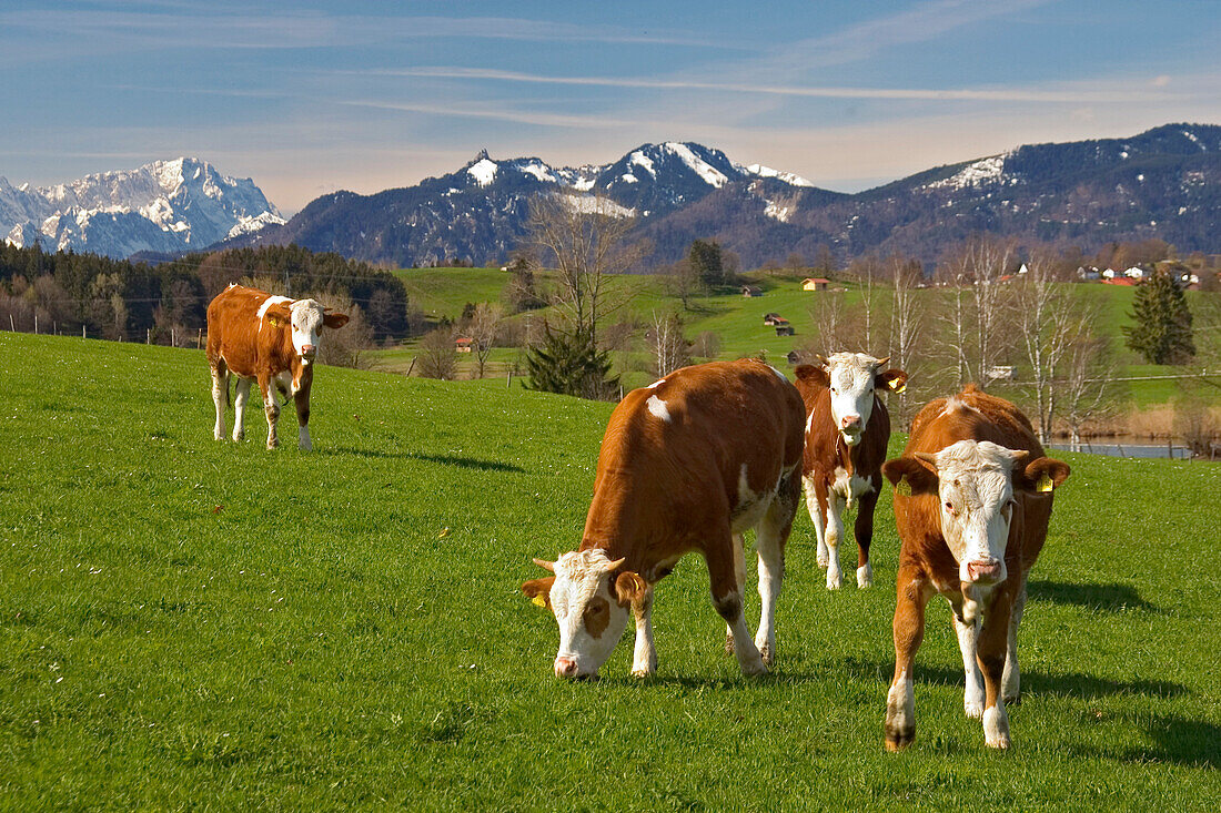 Cows on pasture, Zugspitze, Alps, Upper Bavaria, G, Milchkuehe auf der Weide, Oberbayern, Deutschland cows on pasture, Germany