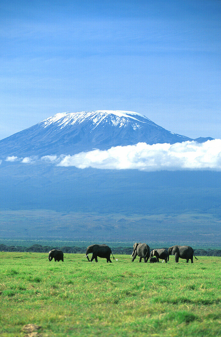 African elephants in front of Mount Kilimanjaro, Kenya, Africa