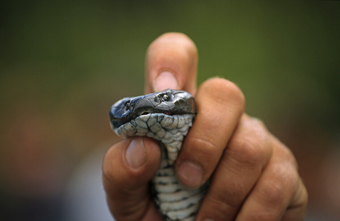 One person holding Tiger Snake , tiger snake farm at Taranna, Tasmania, Australia