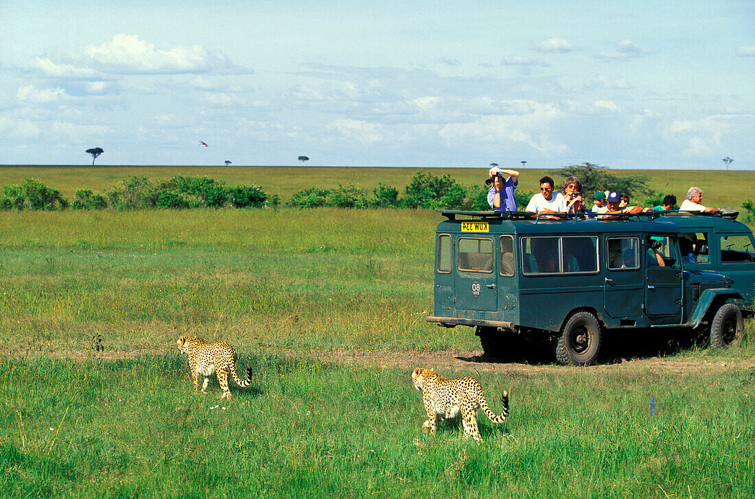 Jeep Safari tour, Tourists taking photographs of Cheetas, Kenya, Africa