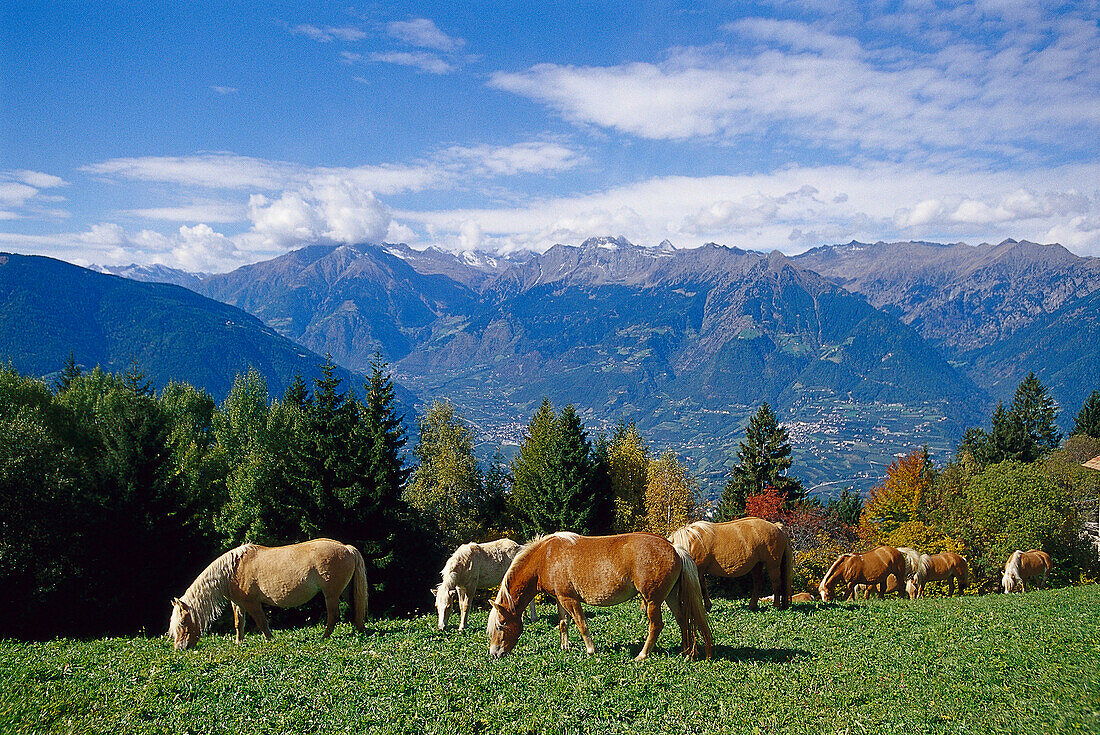 Haflinger Pferde grasen auf einer Bergwiese, Südtirol, Italien, Europa