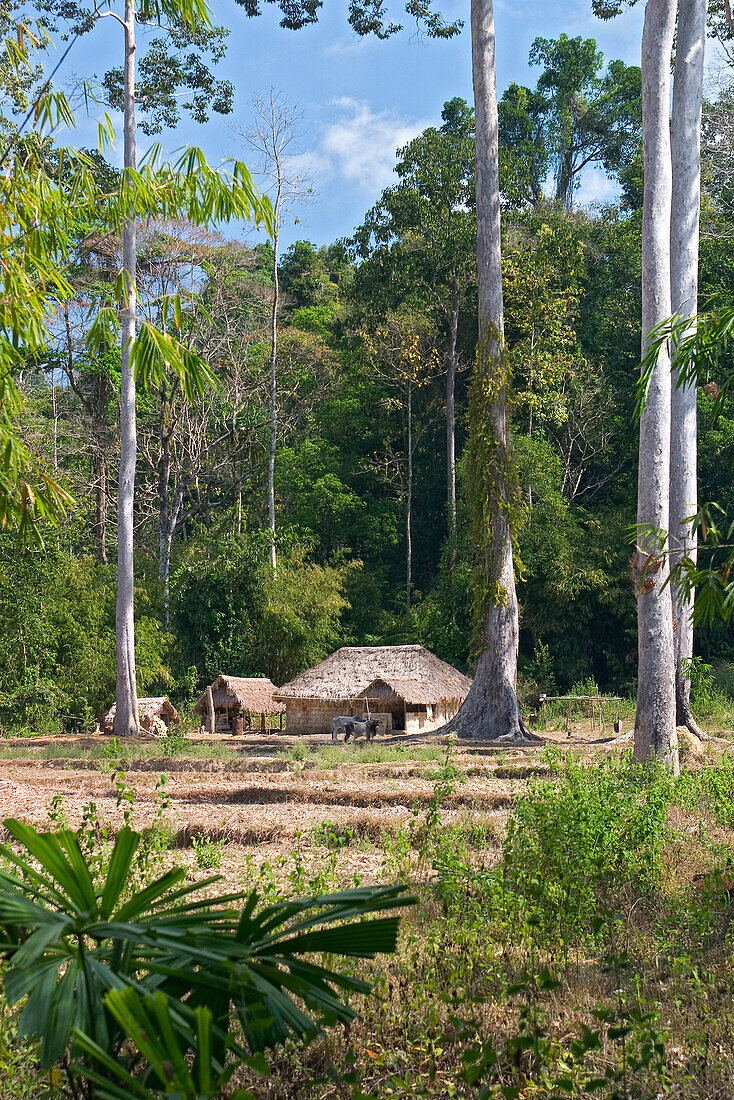 Lichtung im Regenwald mit Haus, Andamanen, Indien