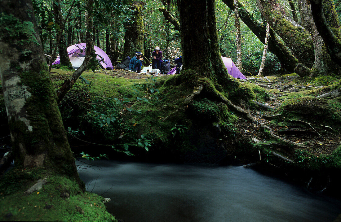 Tents, Pine Valley, Cradle Mountain Nat Park, Australia, Tasmania, camping by Narcissus River on Overland Track in Cradle Mountain, National Park