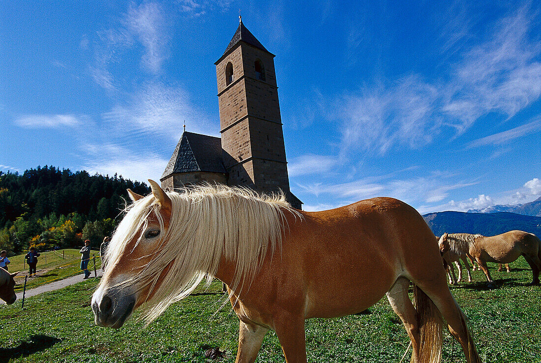 Haflinger Horses, near Hafling South Tyrol, Italy