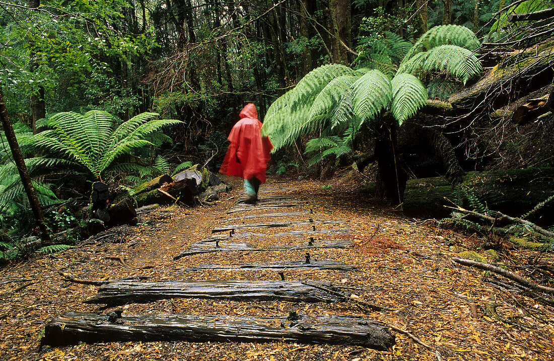 Woman on rainforest walk in red raincape, Montezuma Waterfall, along abandoned railway line and railway sleepers, Tasmania, Australia