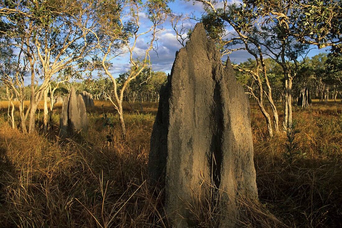 Magnetic termite mound, Australien, Queensland, Magnettermitenhügel, Magnetic termite hill, Nifold Plains, Cape York Peninsula