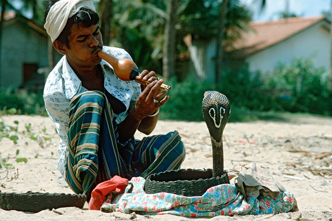 Snake-charmer with Cobra, Sri Lanka, Schlangebeschwoerer mit Kobra, Brillenschlange snake-charmer with Cobra