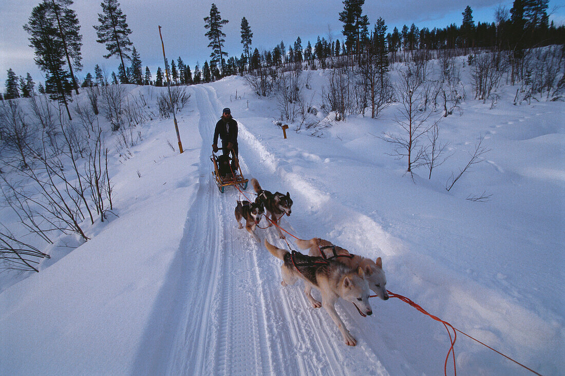 Husky Hundeschlitten mit Fahrer in Schweden, Skandinavien