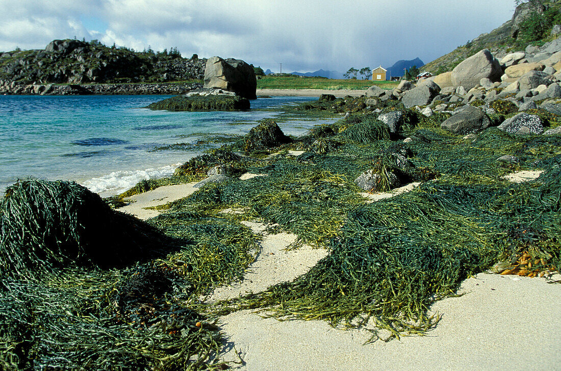 Küste, Insel, Lofoten, Norwegen