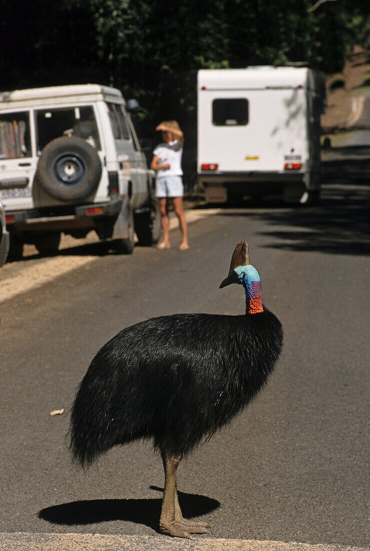 Cassowary on the road, Australien, Queensland, Cassowary and tourists, rare flightless bird, selten gesehen, Helmkasuar