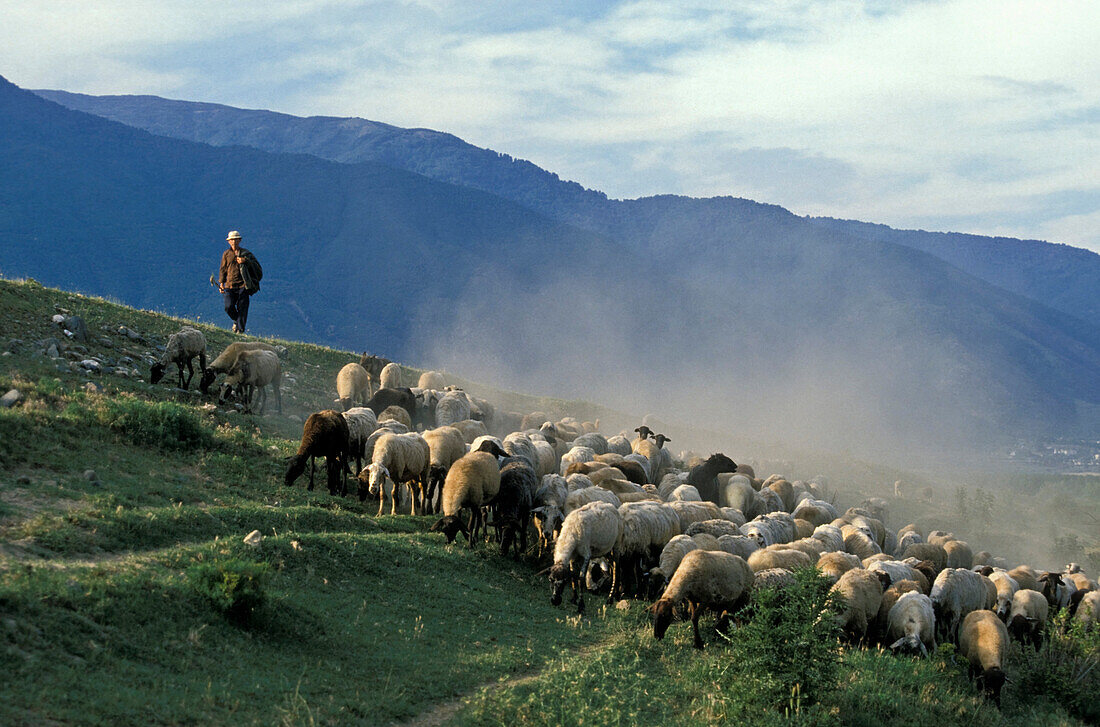 Schafherde mit Hirten, Dodekanes, Rhodos, Griechenland