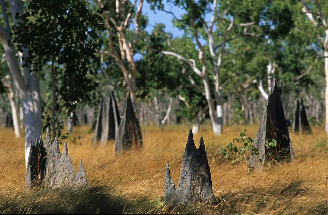 Ameisenhügel, Lakefield Nationalpark, Kap York Halbinsel, Queensland, Australien