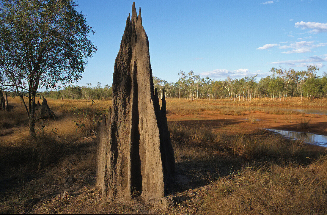 Termite mound, Lakefield NP, Australien, Queensland, Termitenhügel. Magnetic termite mound. Kompaßtermiten Cape York Peninsula.