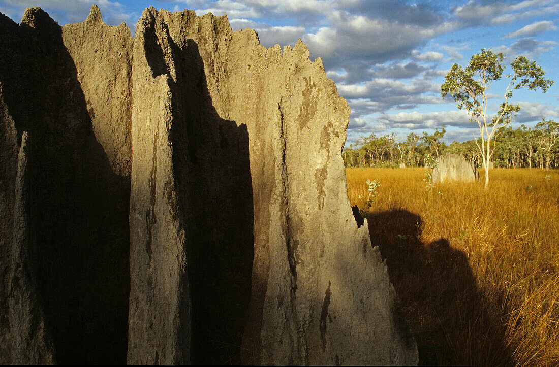 Magnetic termite mound, Australien, Queensland, Magnettermitenhügel, Magnetic termite hill, Nifold Plains, Cape York Peninsula