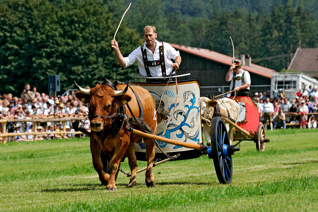 First oxrace of Bichl, August 8th 2004, Erstes Bichler Ochsenrennen am 8.8.2004 in Bichl, Oberbayern, Deutschland Upper Bavaria, Germany