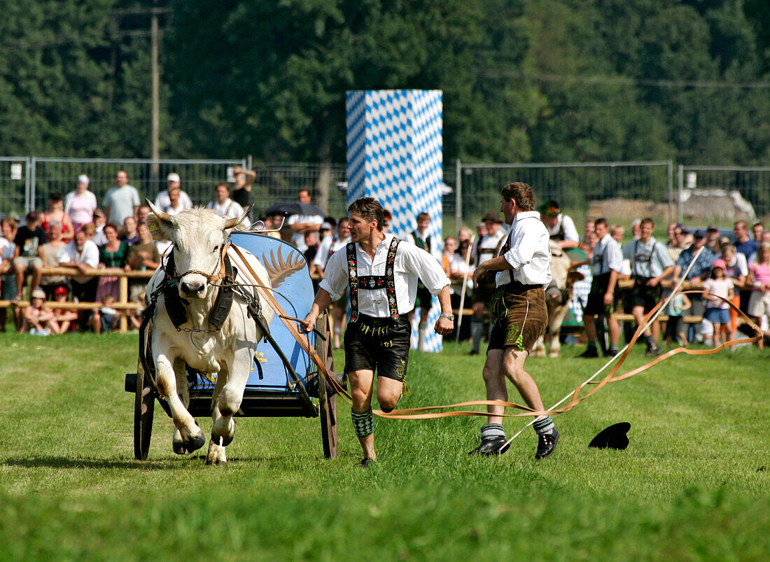 First oxrace of Bichl, August 8th 2004, Ochse ist durchgebrannt, Erstes Bichler Ochsenrennen am 8.8.2004 in Bichl, Oberbayern, Deutschland Upper Bavaria, Germany