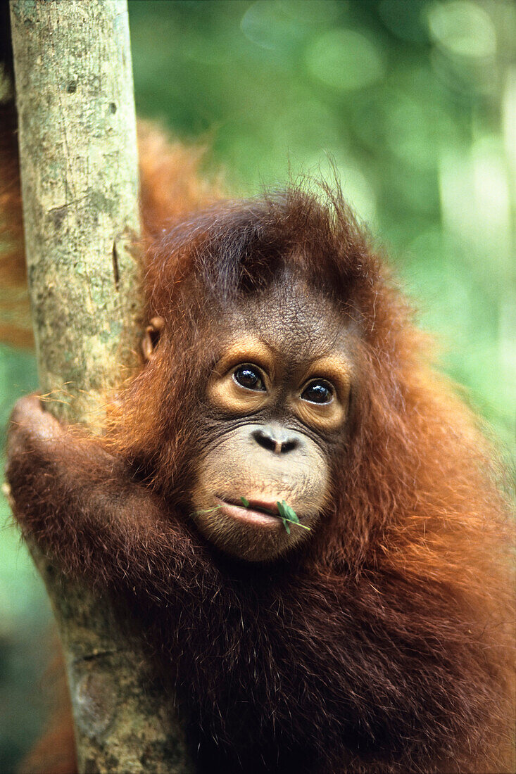 Orang-Utan, Pongo pygmaeus, Gunung Leuser Nationalpark, Sumatra, Indonesien, Asien