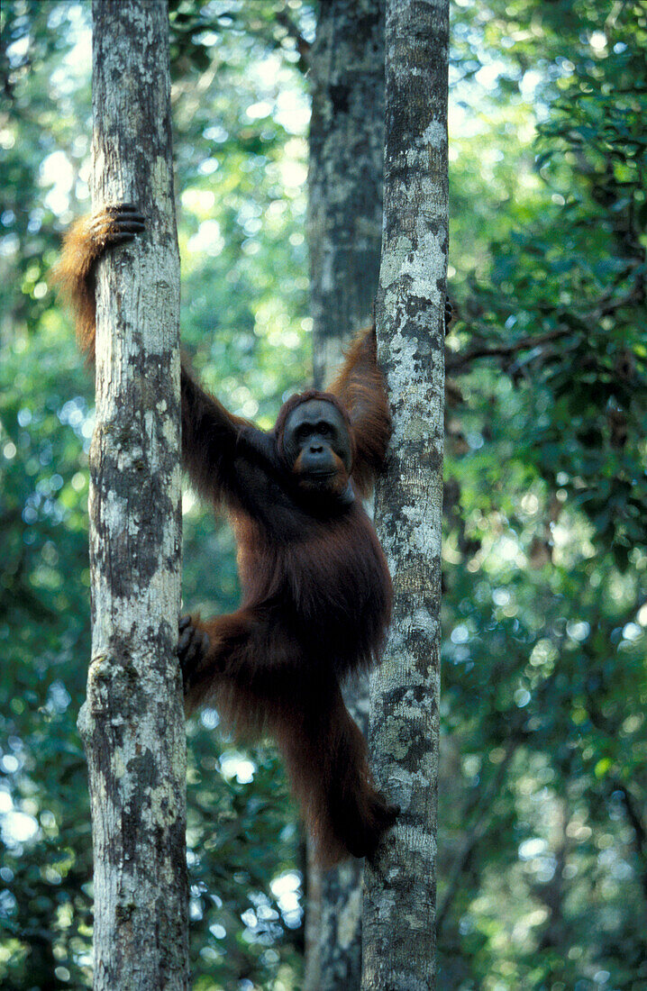 Orang-Utan, Pongo Pygmaeus, Gunung Leuser National Park, Sumatra, Indonesia, Asia
