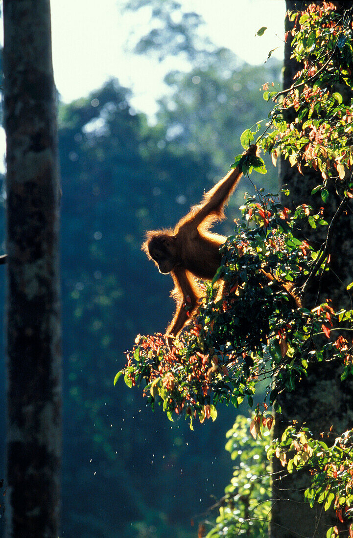 Young Orang-Utan, Pongo Pygmaeus, Gunung Leuser National Park, Sumatra, Indonesia, Asia