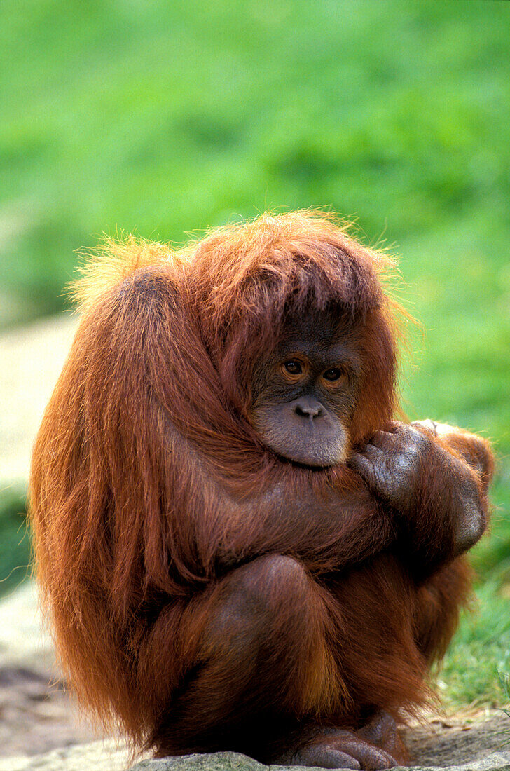 Orangutan, Pongo Pygmaeus, Gunung Leuser National Park, Sumatra, Indonesia, Asia
