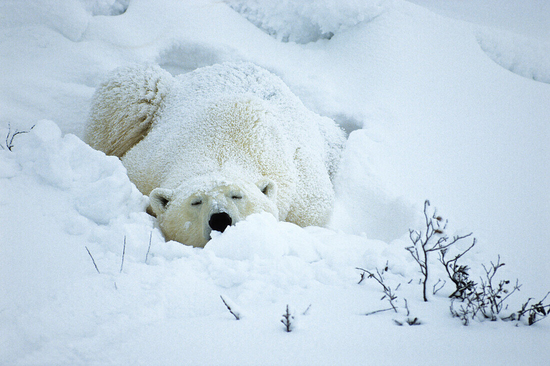 Polarbär, Ursus maritimus, Churchill, Kanada