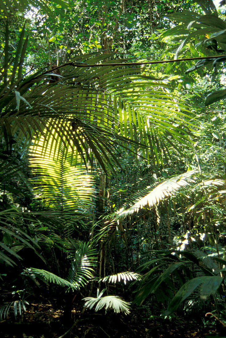 Regenwald, Borneo, Borneo, Indonesia Asia