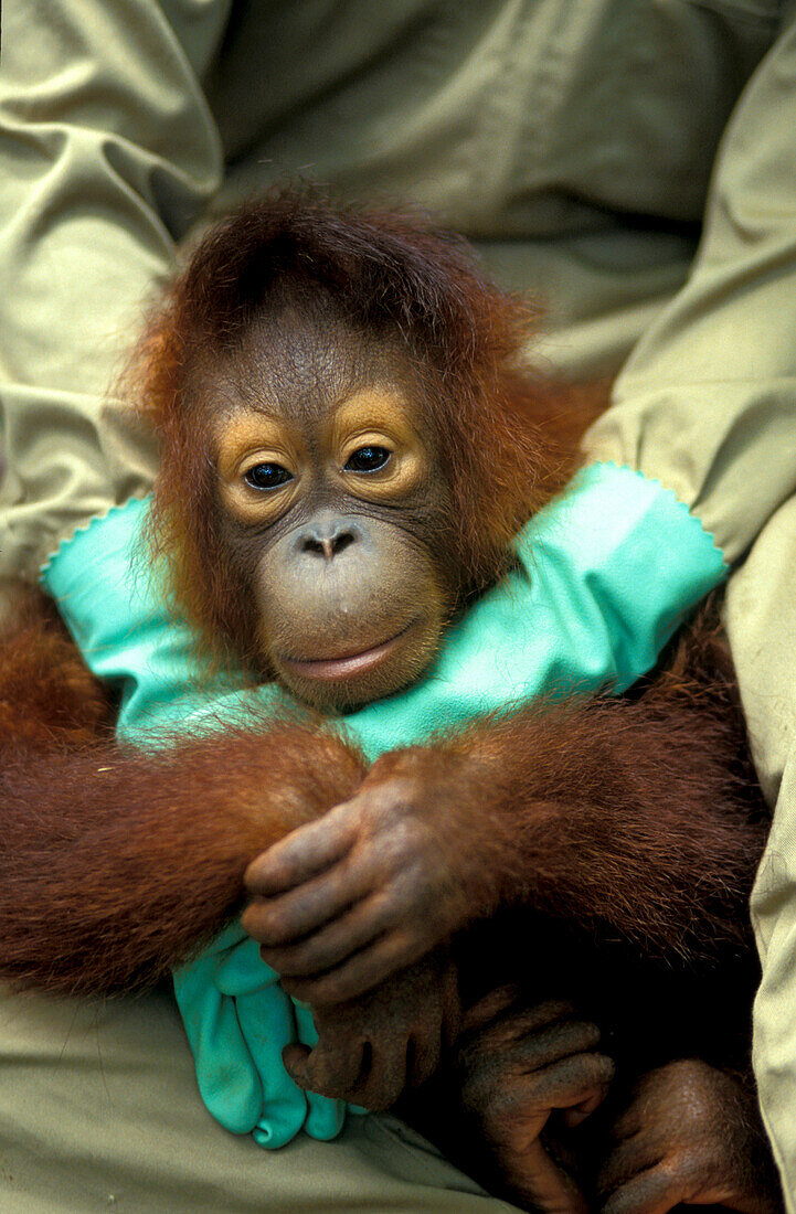 Orang-Utan Auswilderungsstation, Gunung Leuser Nationalpark, Sumatra, Indonesien, Asien