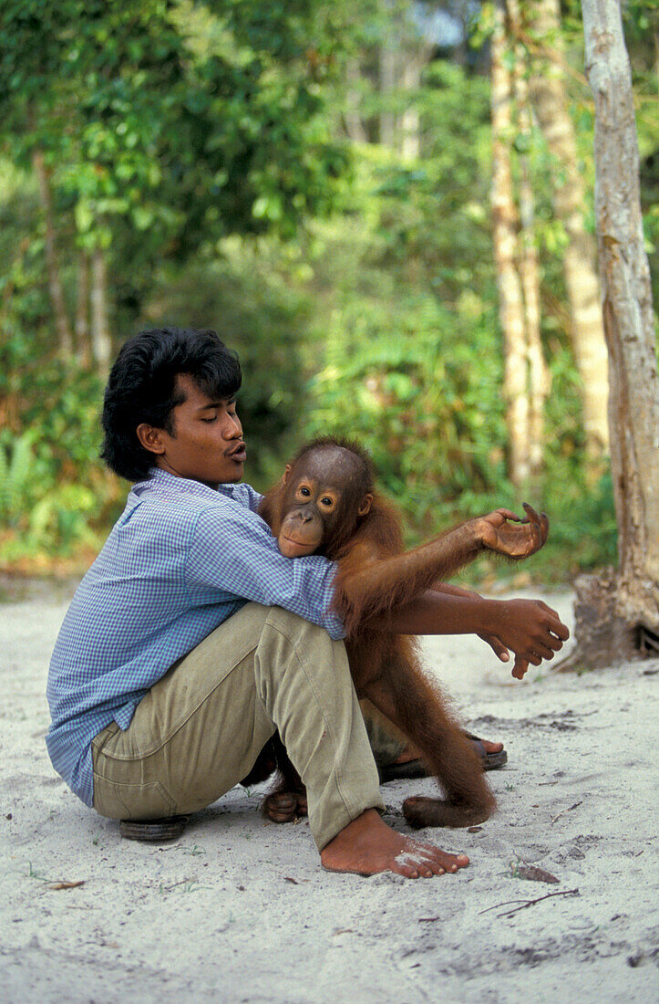 Orang-Utan Auswilderungsstation, Gunung Leuser Nationalpark, Sumatra, Indonesien, Asien