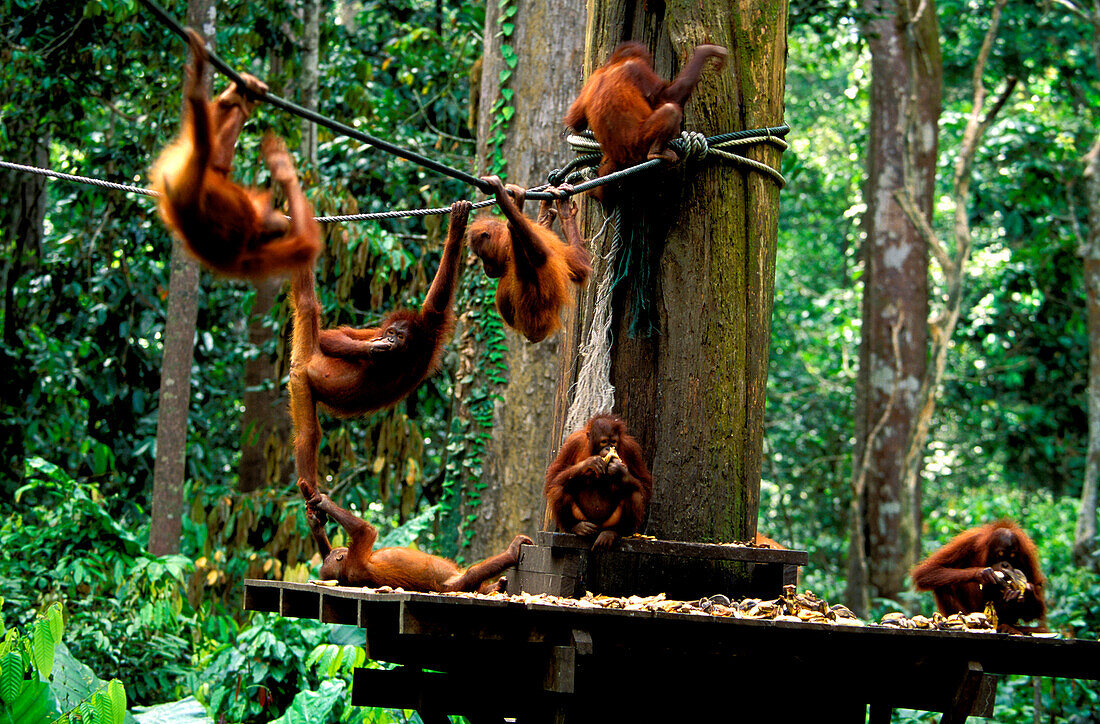 Orang-Utan Auswilderungsstation, Gunung Leuser Nationalpark, Sumatra, Indonesien, Asien