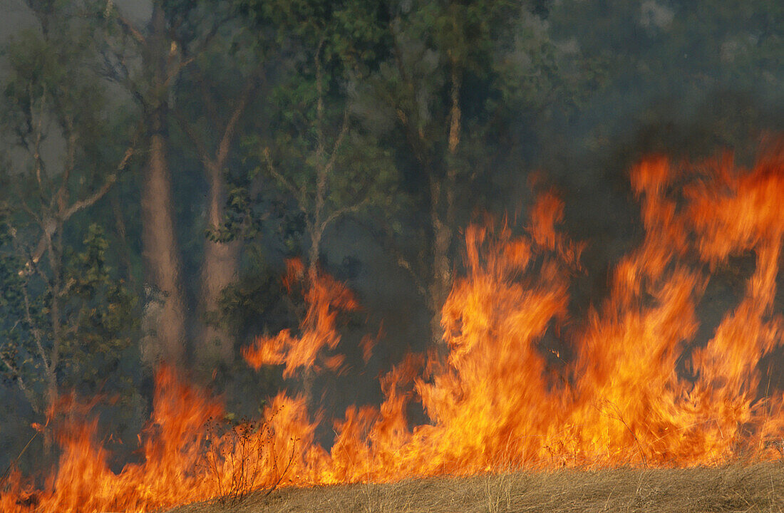 Buschfeuer in outback, Waldbrand, Northern Territory, Australien